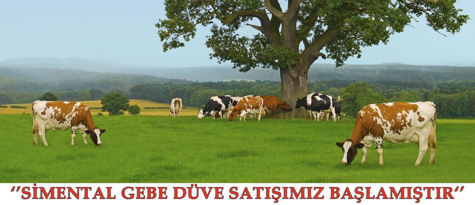 GEBE DÜVE SATIŞI