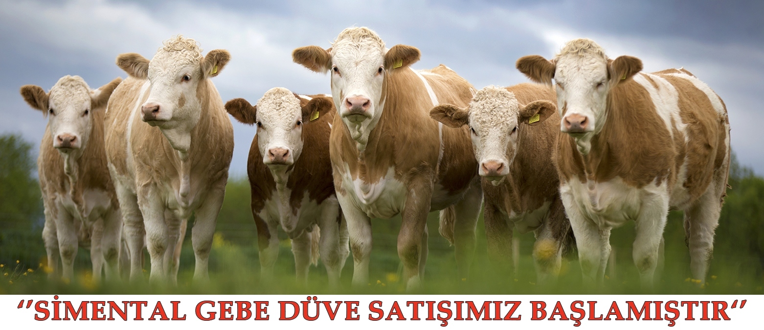 GEBE DÜVE SATIŞI