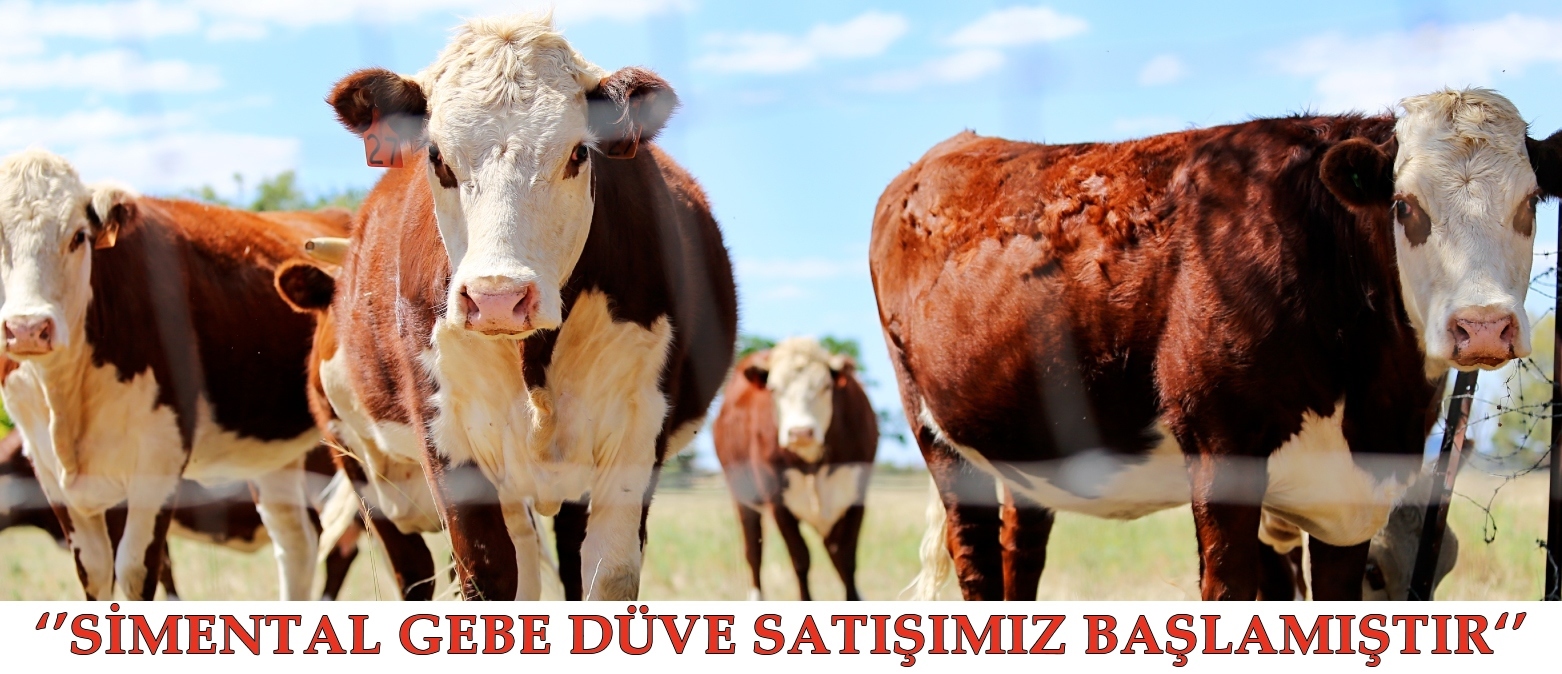 GEBE DÜVE SATIŞI